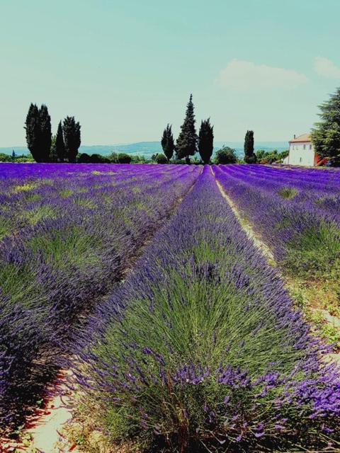 Le Mas De La Glycine Roussillon  Ngoại thất bức ảnh