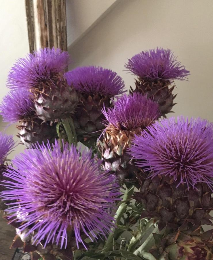 Le Mas De La Glycine Roussillon  Ngoại thất bức ảnh